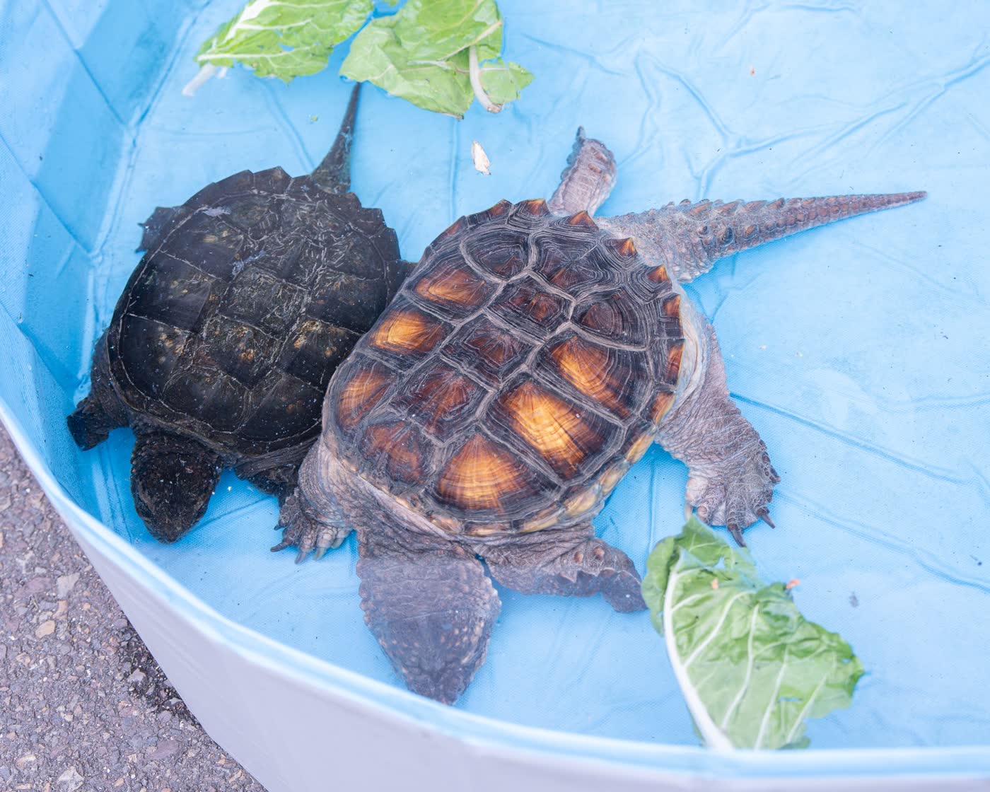 Snapping Turtle by Aark Wildlife Rehabilitation