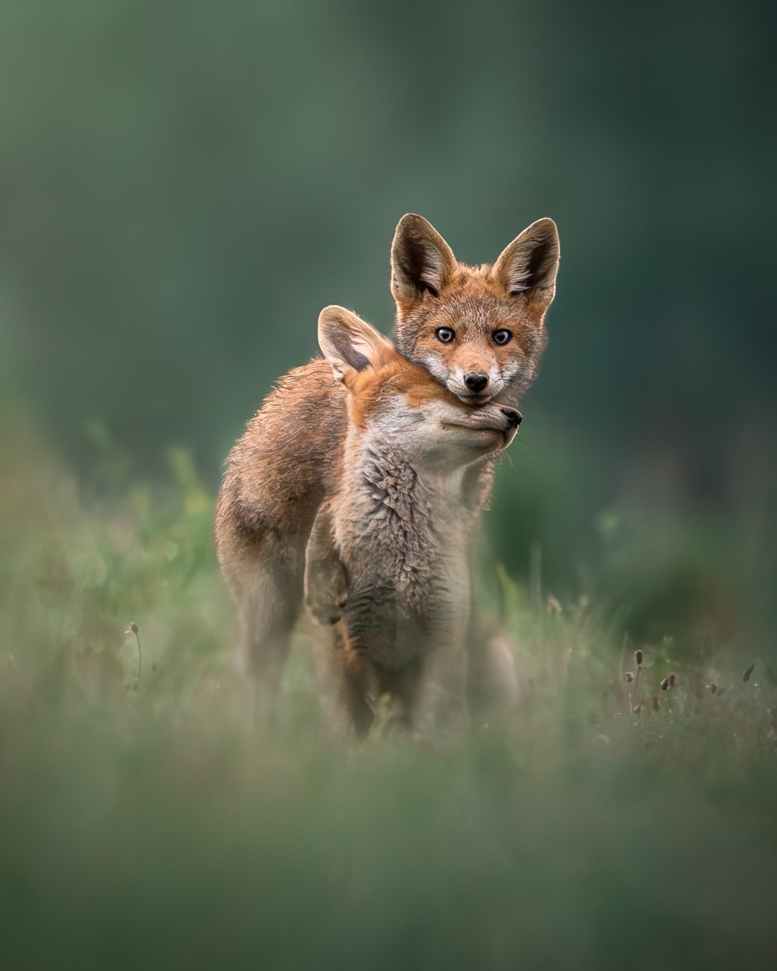 Red Fox by Andrej Lebar