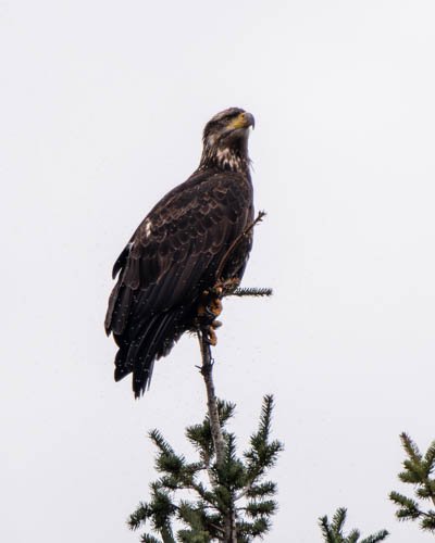 Bald Eagle by Brendan McLoughlin