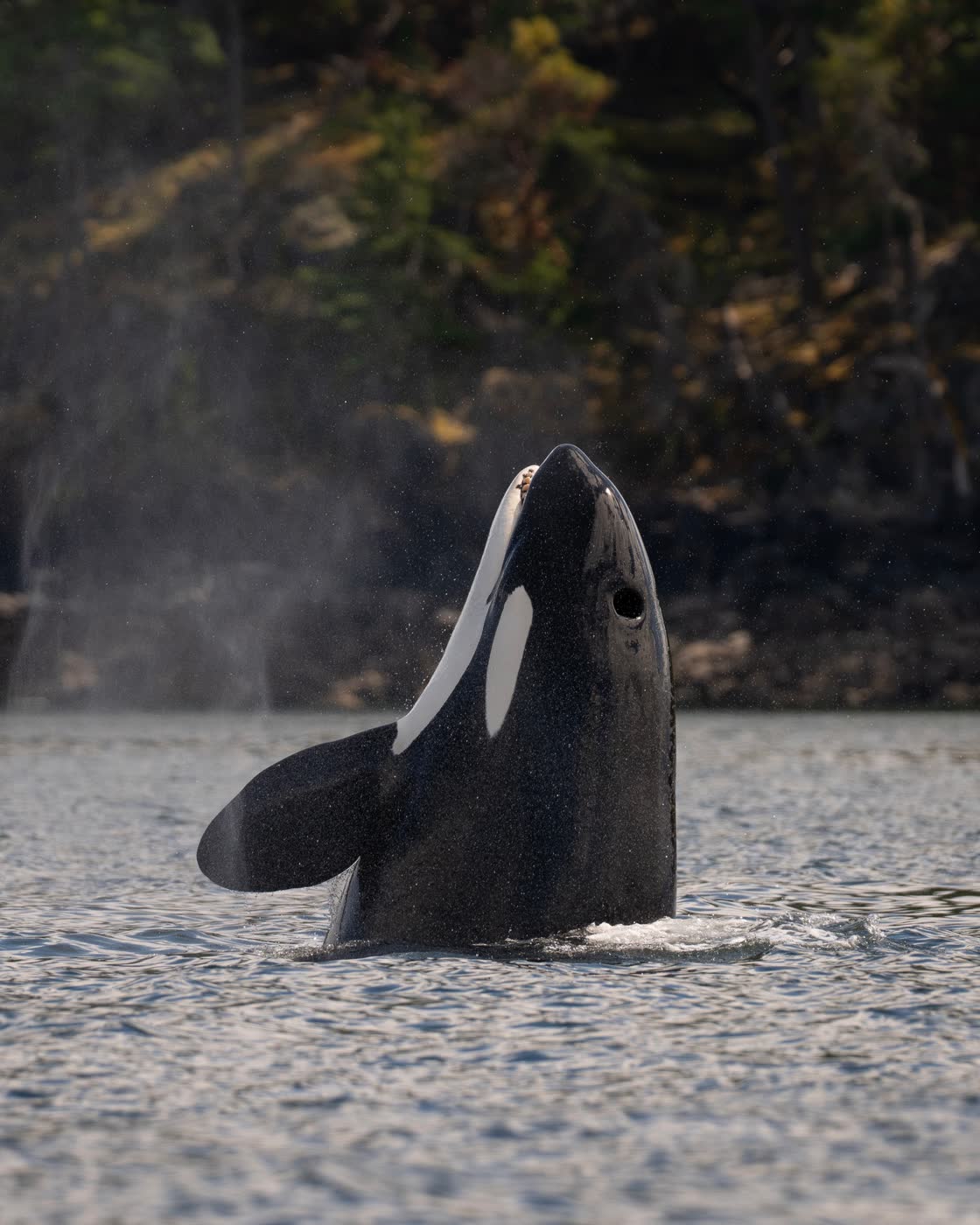 Killer Whale by Brittni Panter