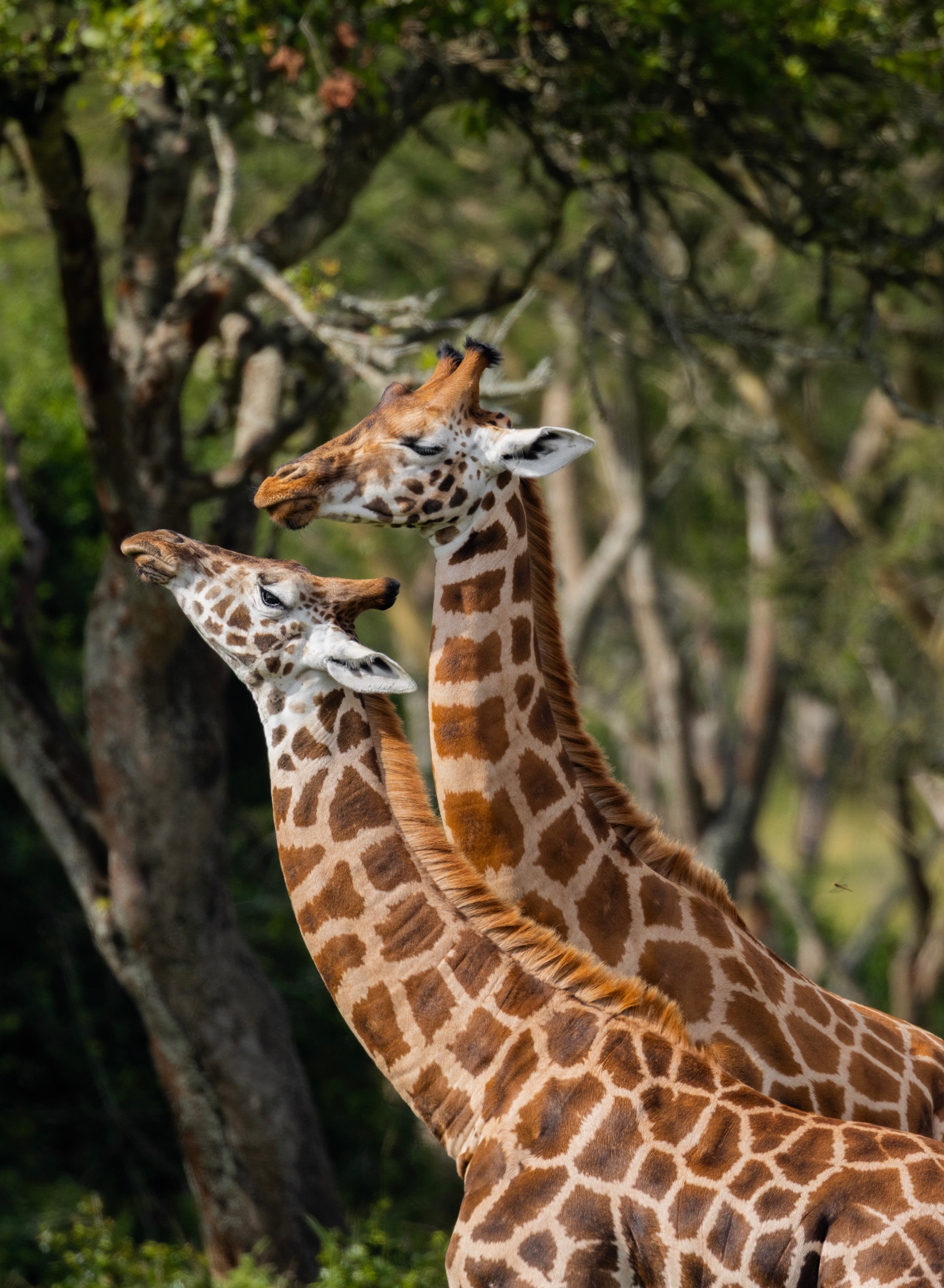 Rothschild's Giraffe (Giraffa camelopardalis rothschildi)