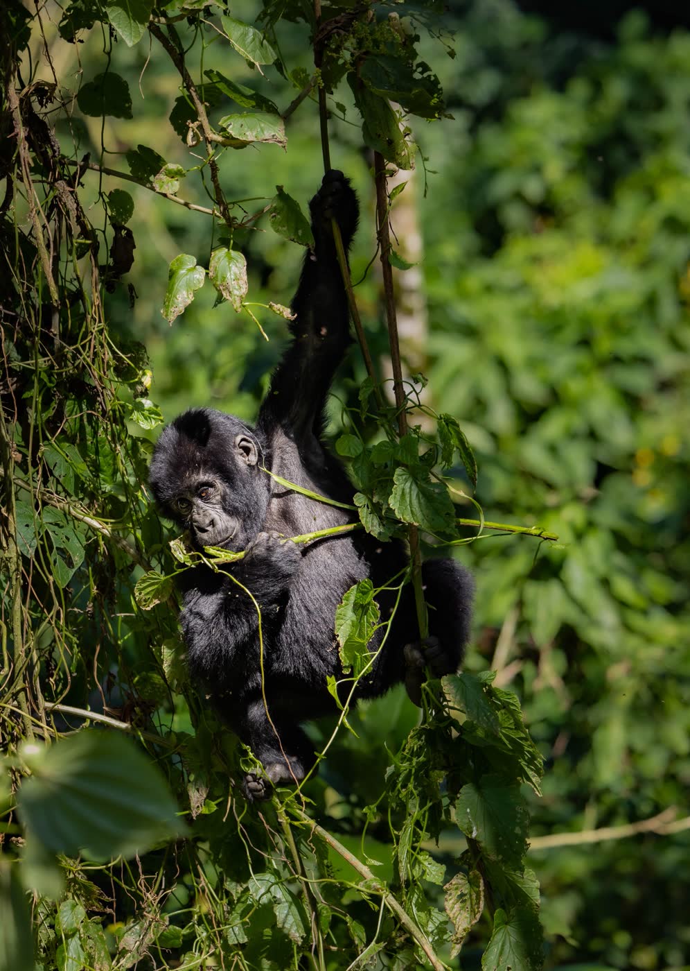 Mountain Gorilla by Marie Boirard