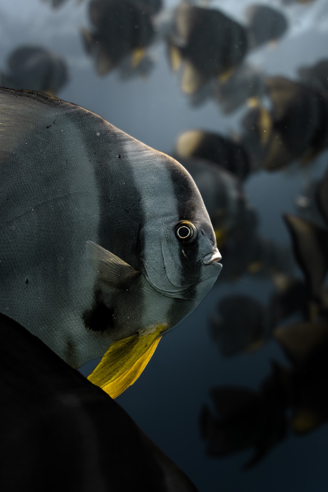 Teira Batfish (Platax teira)