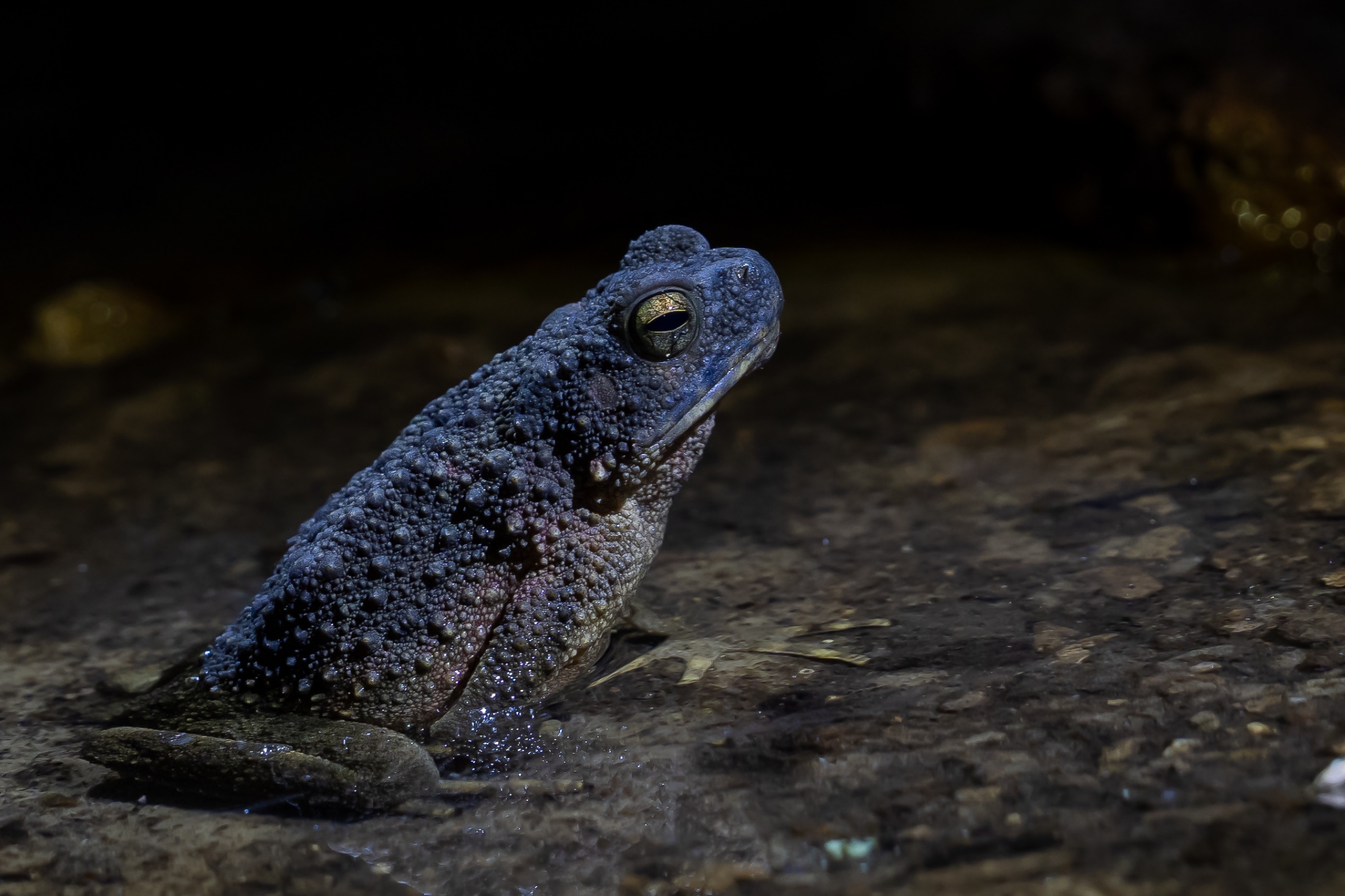 Blue Toad (Duttaphrynus melanostictus)