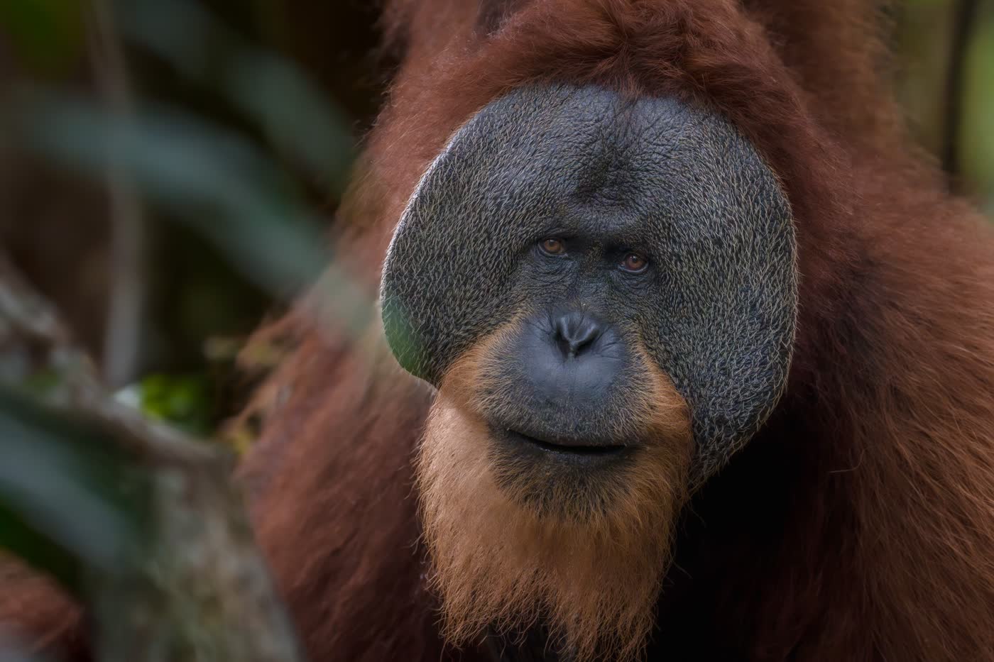 Sumatran Orangutan by Deniz Dalkılıç