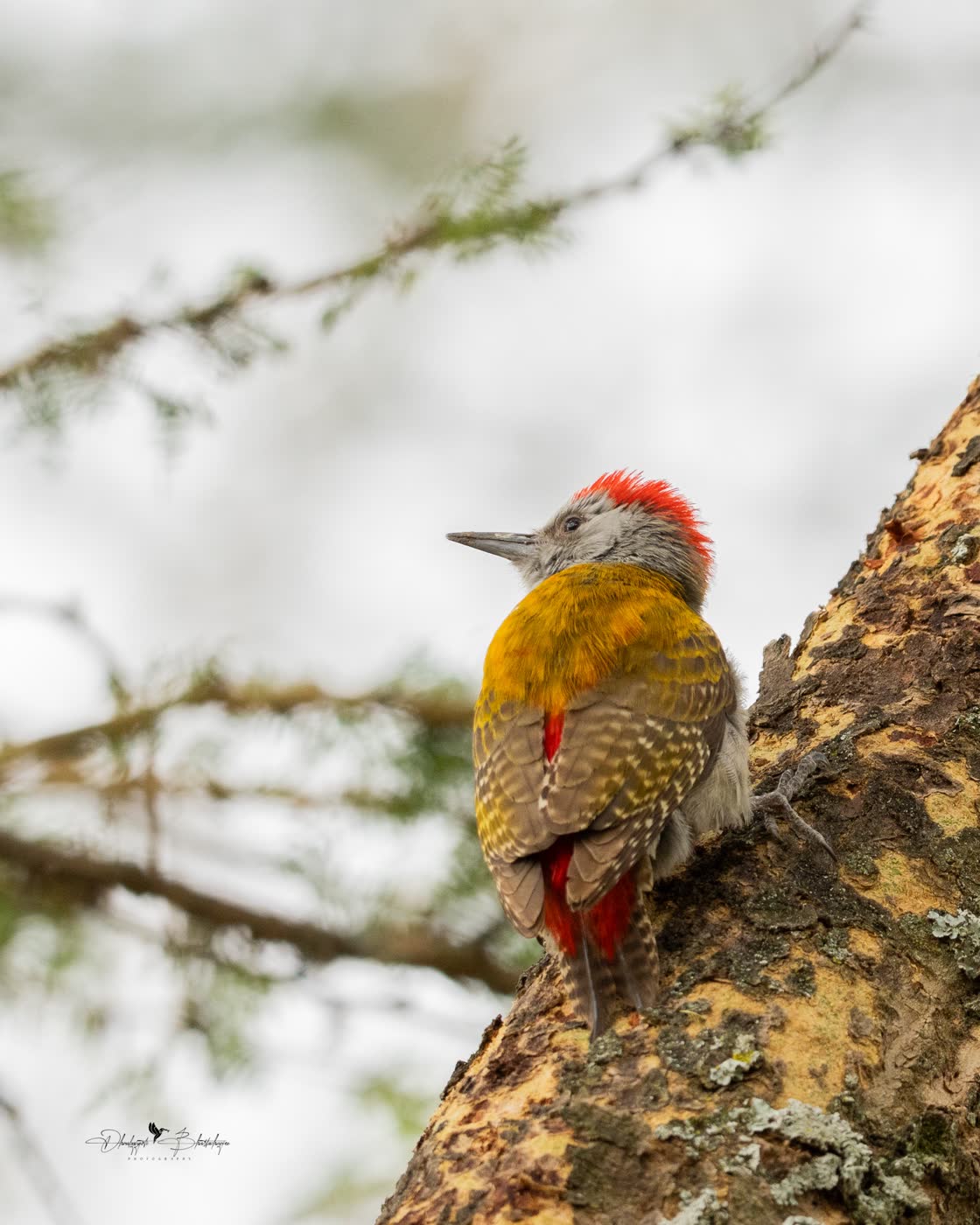 Grey Woodpecker by Dhrubajyoti Bhattacharjee