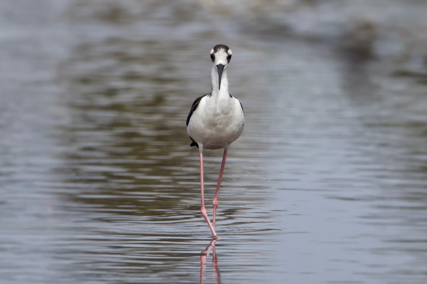 Black-Necked Stilt by Emanuel Echevarria