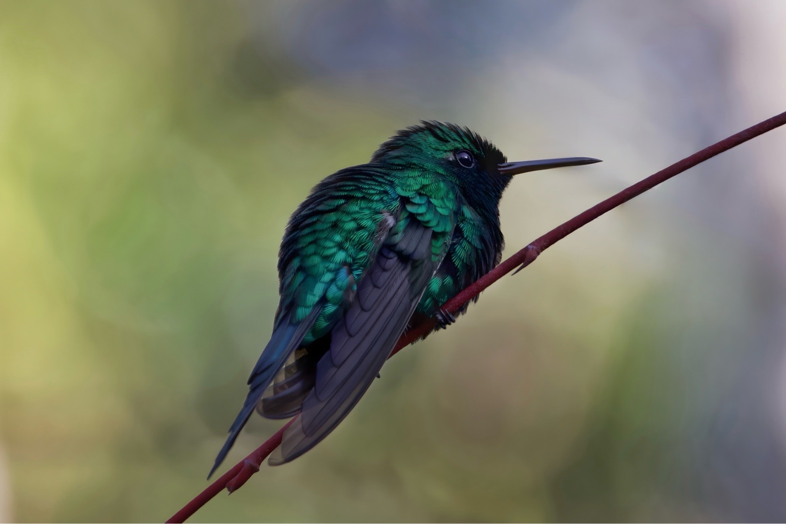 Puerto Rican Emerald (Riccordia maugaeus)