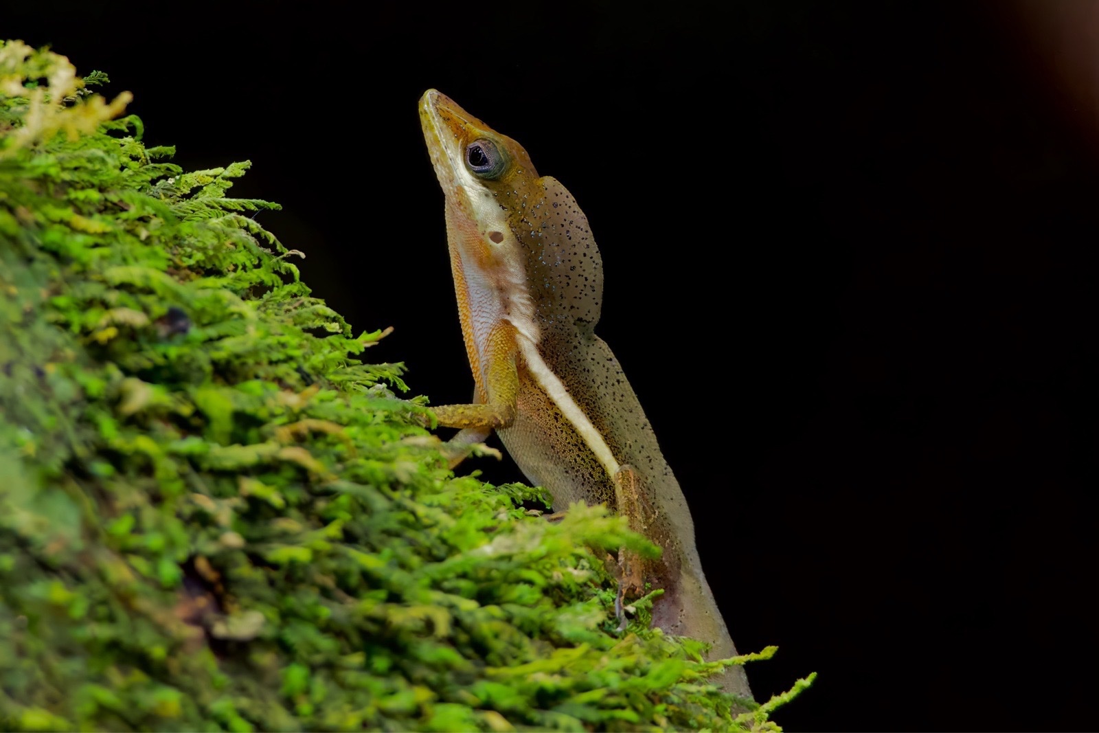 Orange Dewlap Anole (Anolis krugi)
