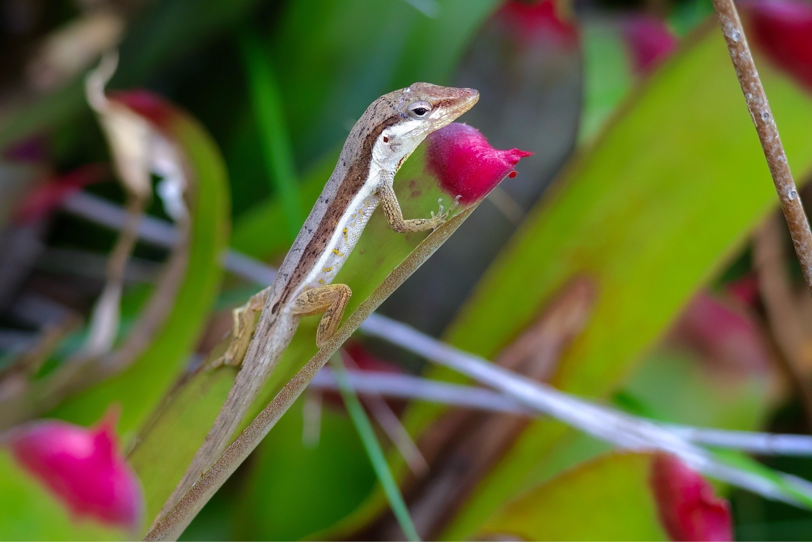 Puerto Rican Bush Anole (Anolis pulchellus)