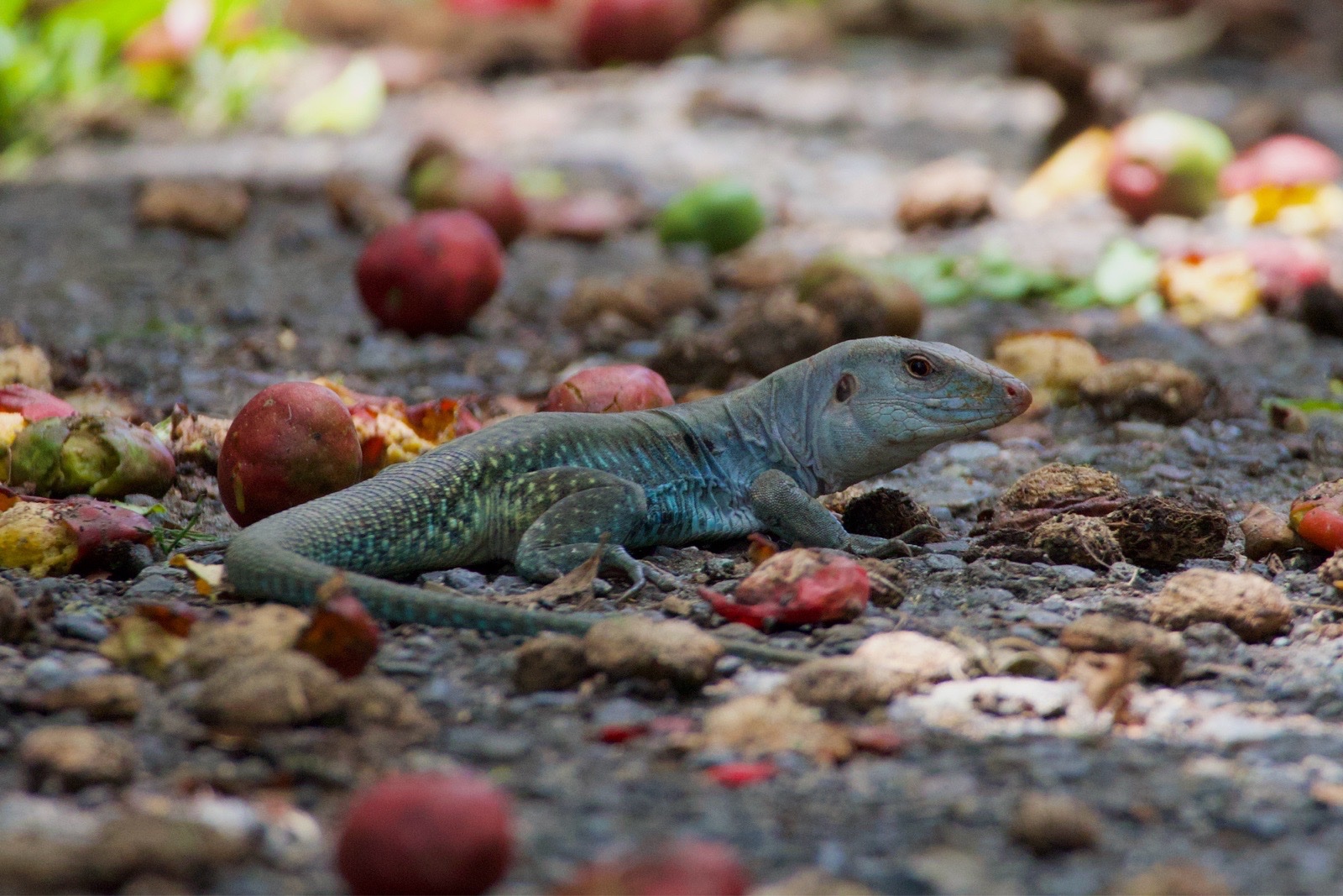 Puerto Rican Ameiva (Pholidoscelis exsul)