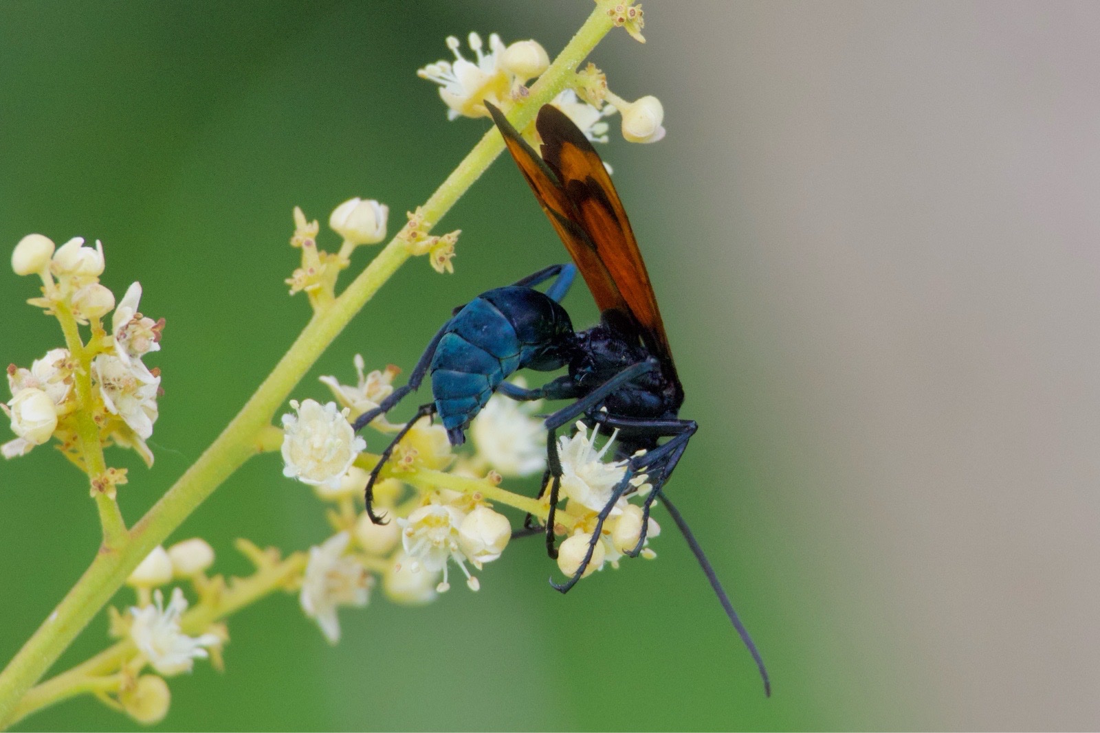 Pepsis marginata (Pepsis marginata)
