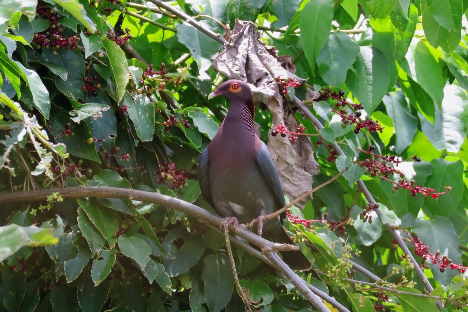 Scaly-naped Pigeon (Patagioenas squamosa)