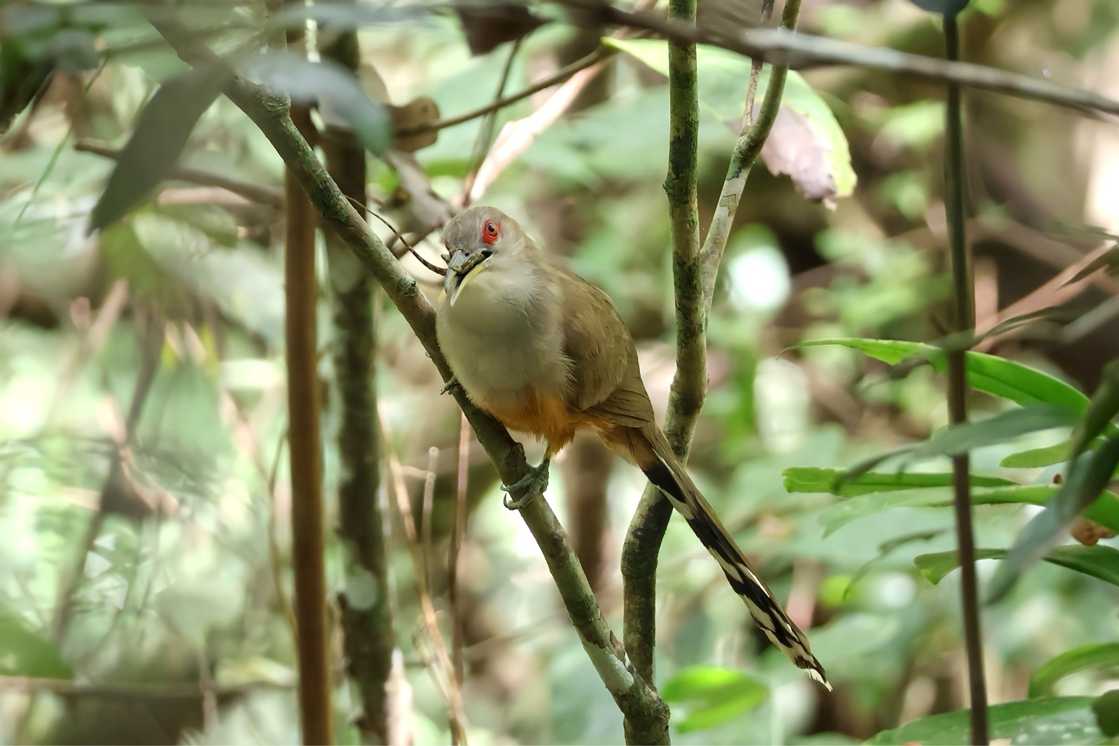 Puerto Rican Lizard Cuckoo (Coccyzus vieilloti)
