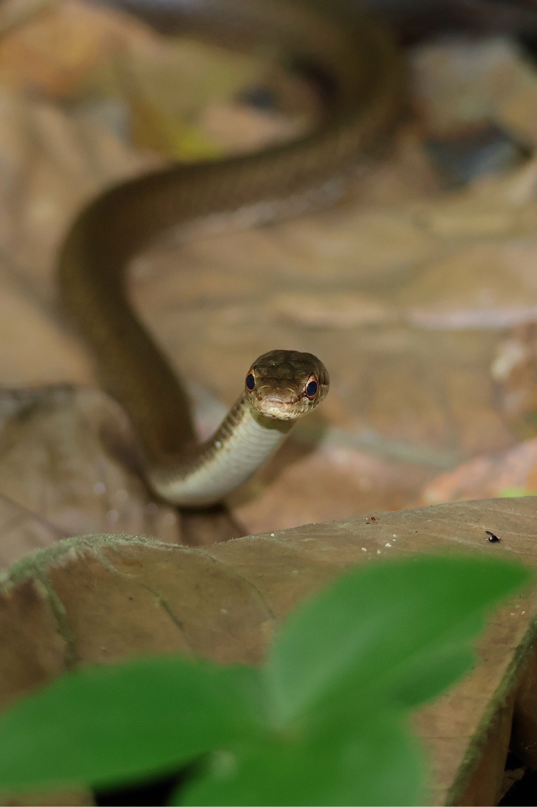 Puerto Rican Racer (Borikenophis portoricensis)