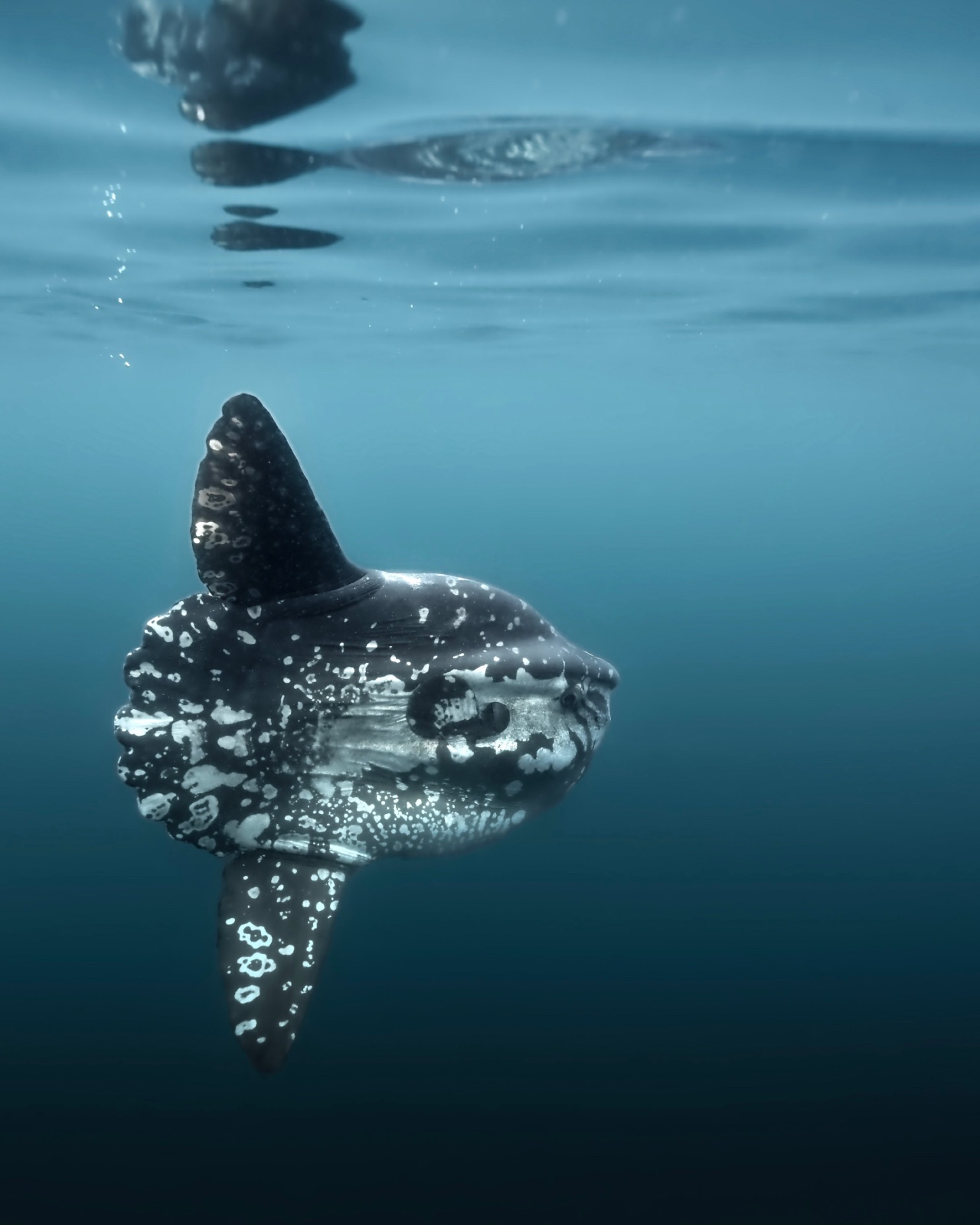 Ocean Sunfish (Mola mola)