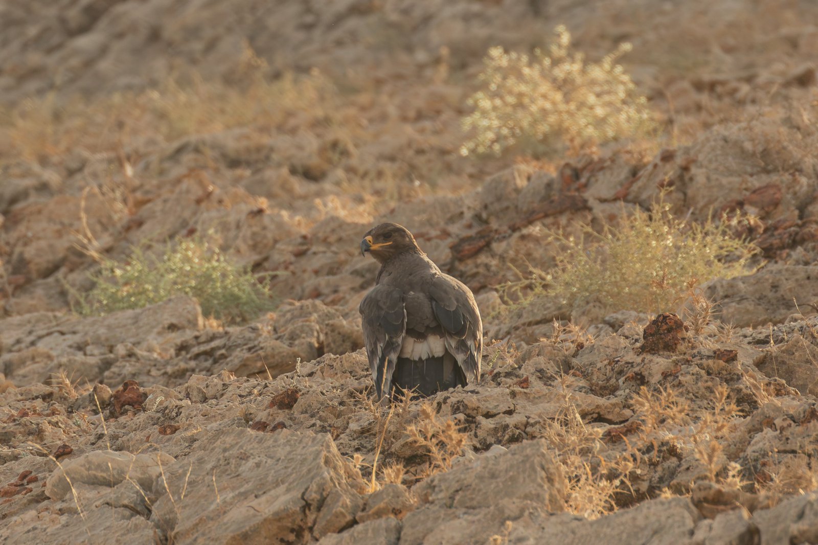 Steppe Eagle (Aquila nipalensis)