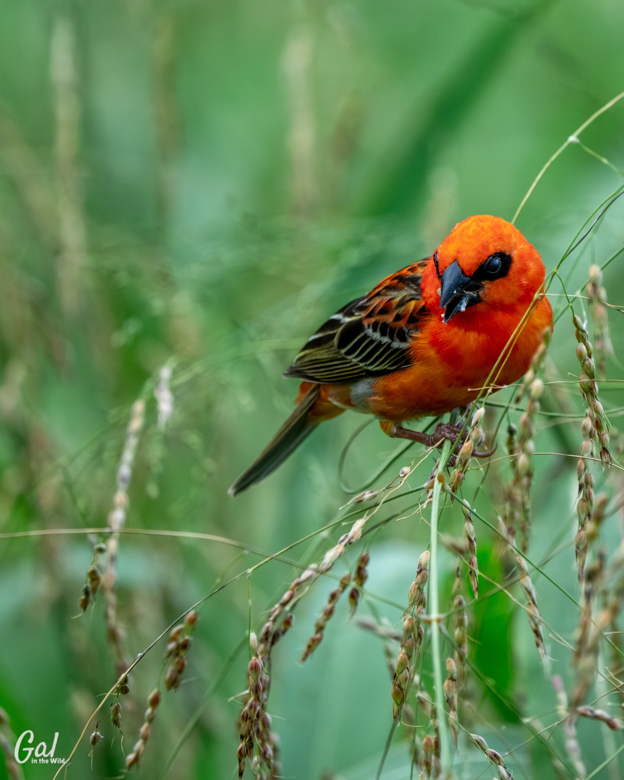 Red Fody (Foudia madagascariensis)