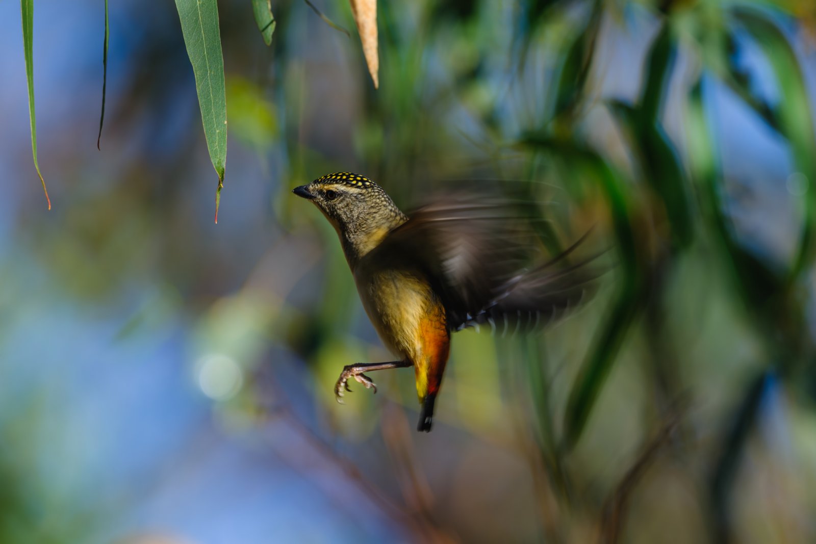 Spotted Pardalote (Pardalotus punctatus)