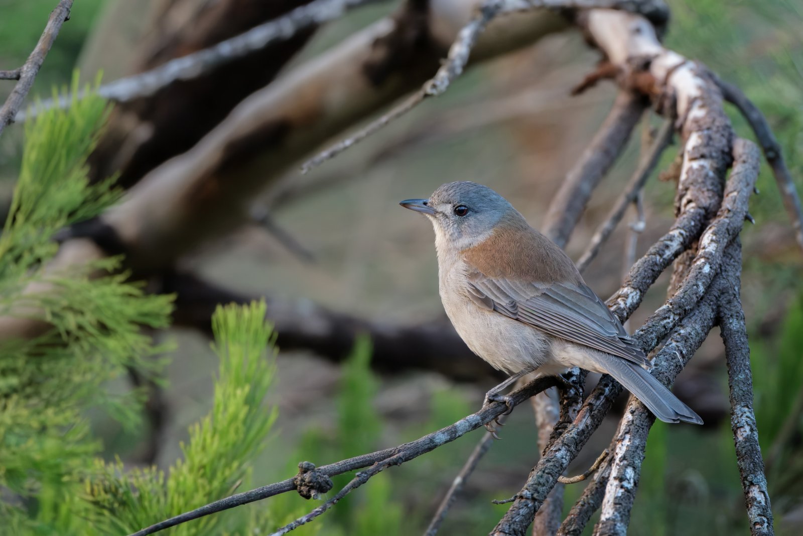 Grey Shrikethrush (Colluricincla harmonica)