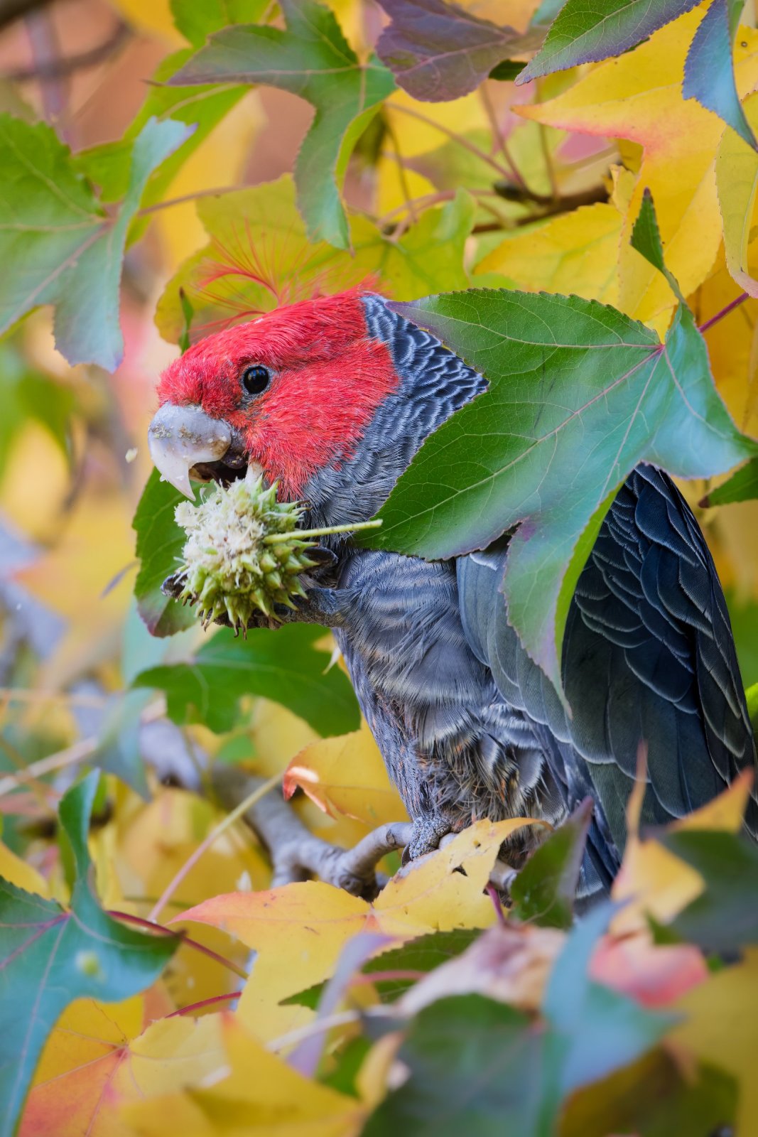 Cacatoès gang‑gang (Callocephalon fimbriatum)