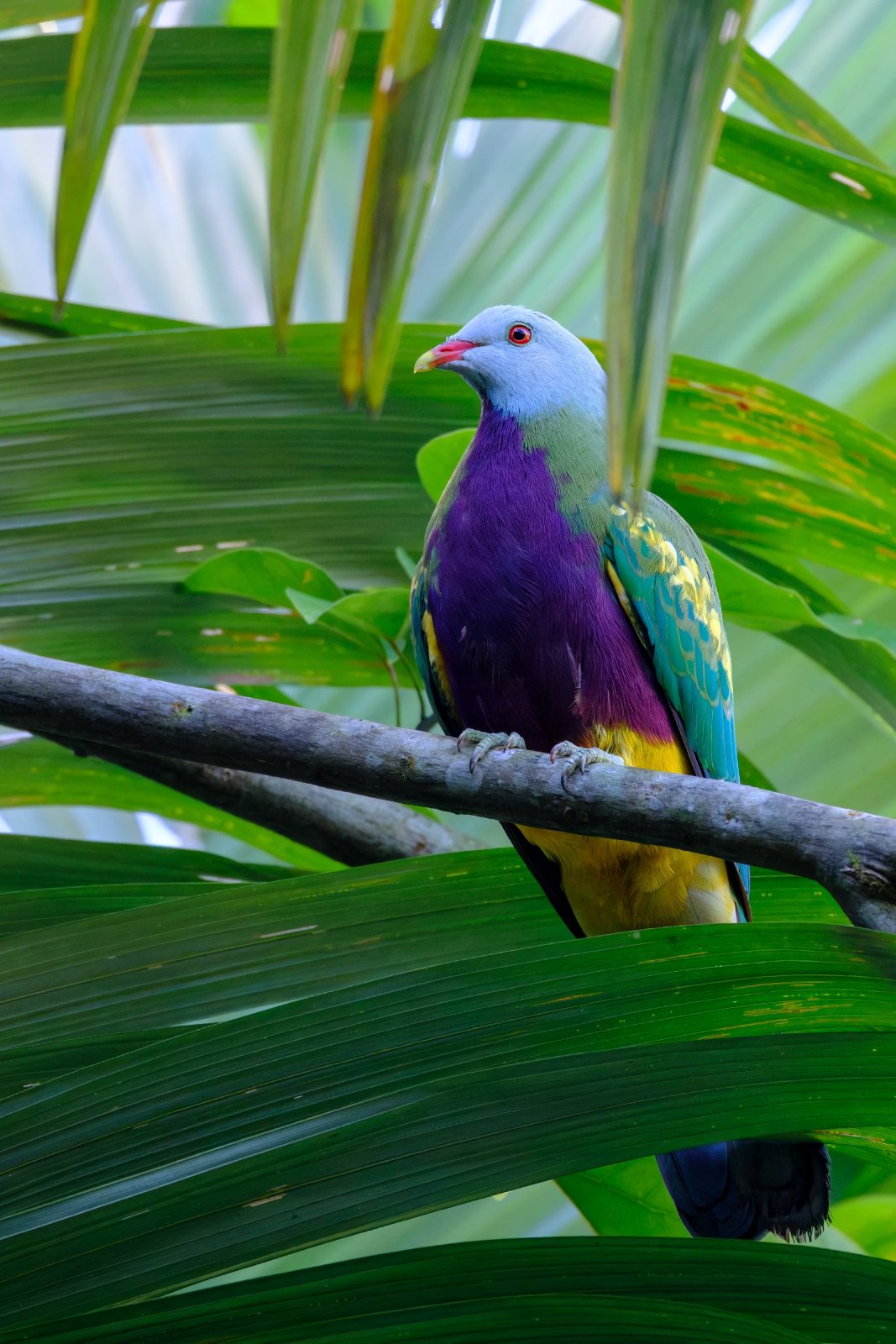 Wompoo Fruit Dove (Ptilinopus magnificus)