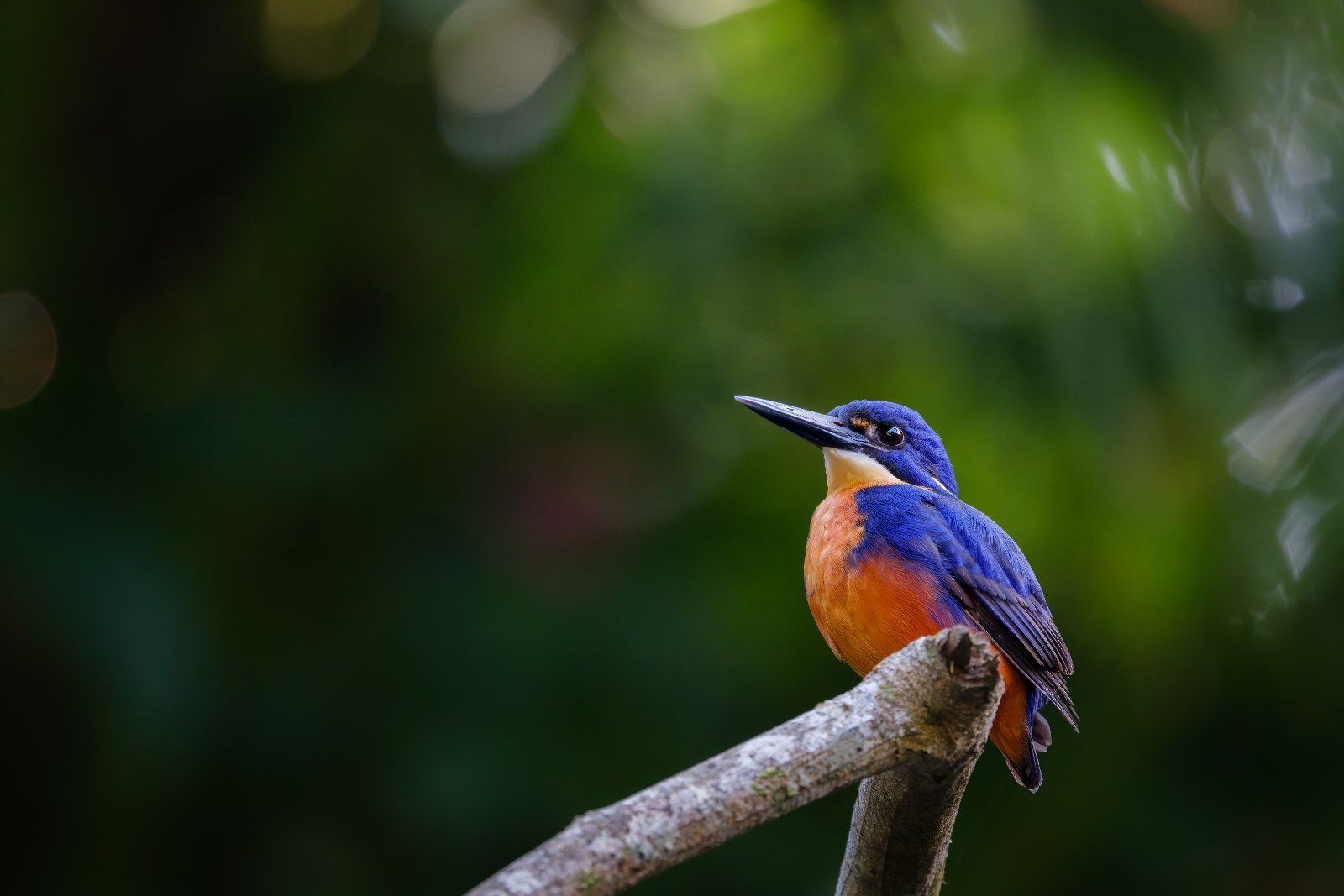 Azure Kingfisher (Ceyx azureus)