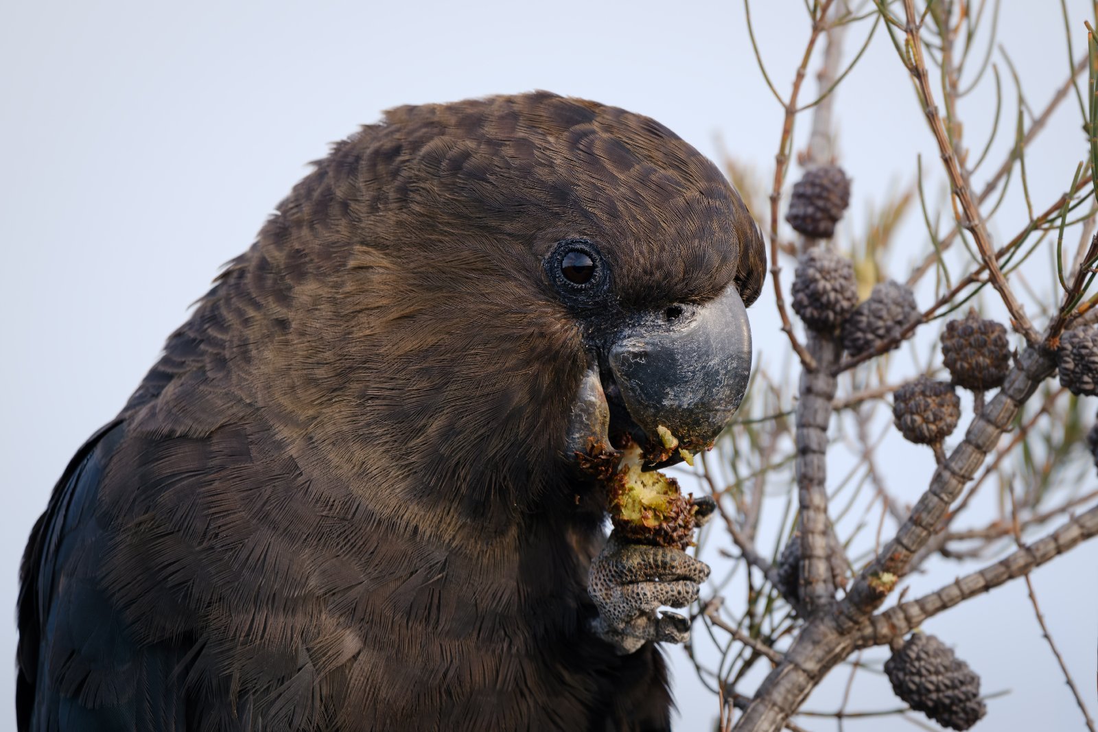 Cacatoès de Latham (Calyptorhynchus lathami)