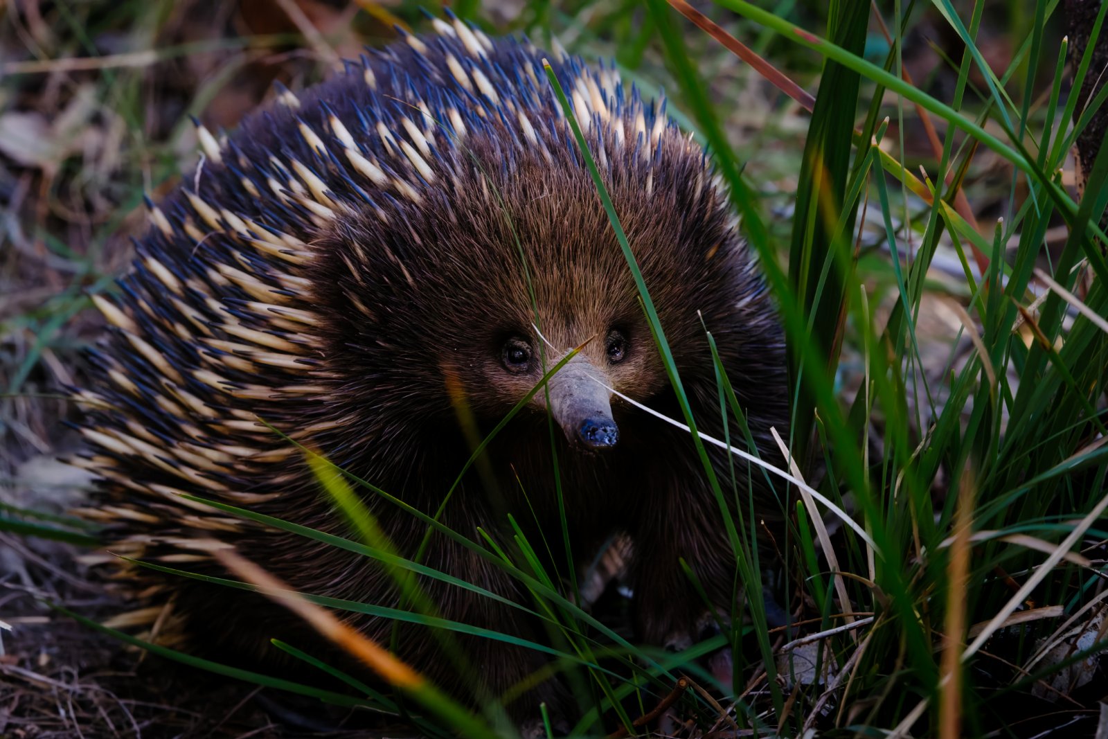 Echidna (Tachyglossus aculeatus)