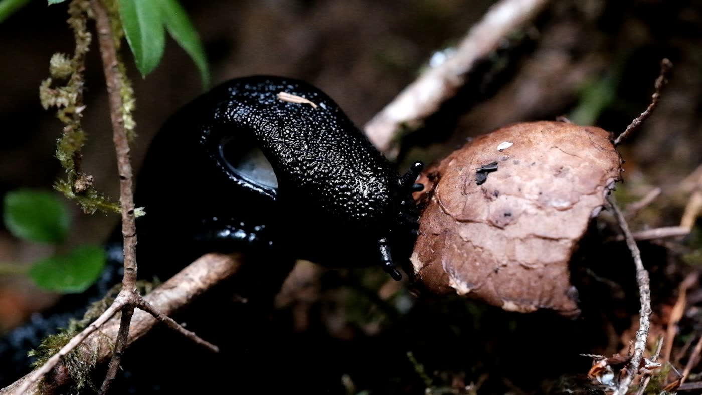 Black Slug by Jordan Baraniecki