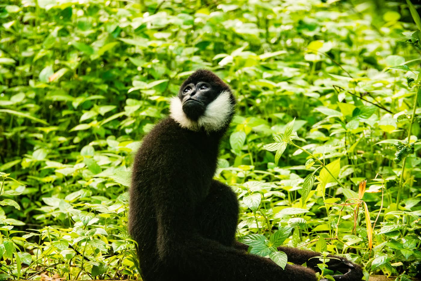 White-cheeked Gibbon by Lao Conservation Trust