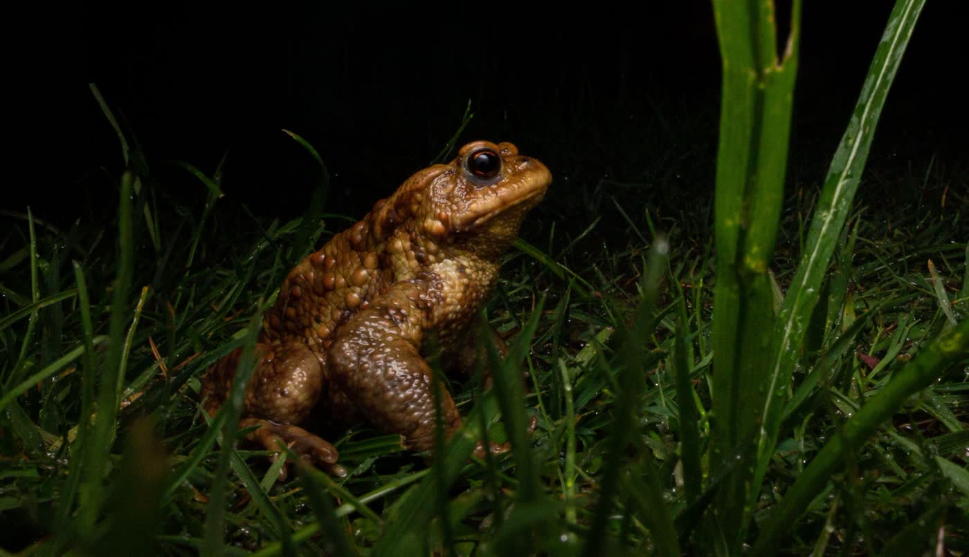 European Toad by Maja Ferle