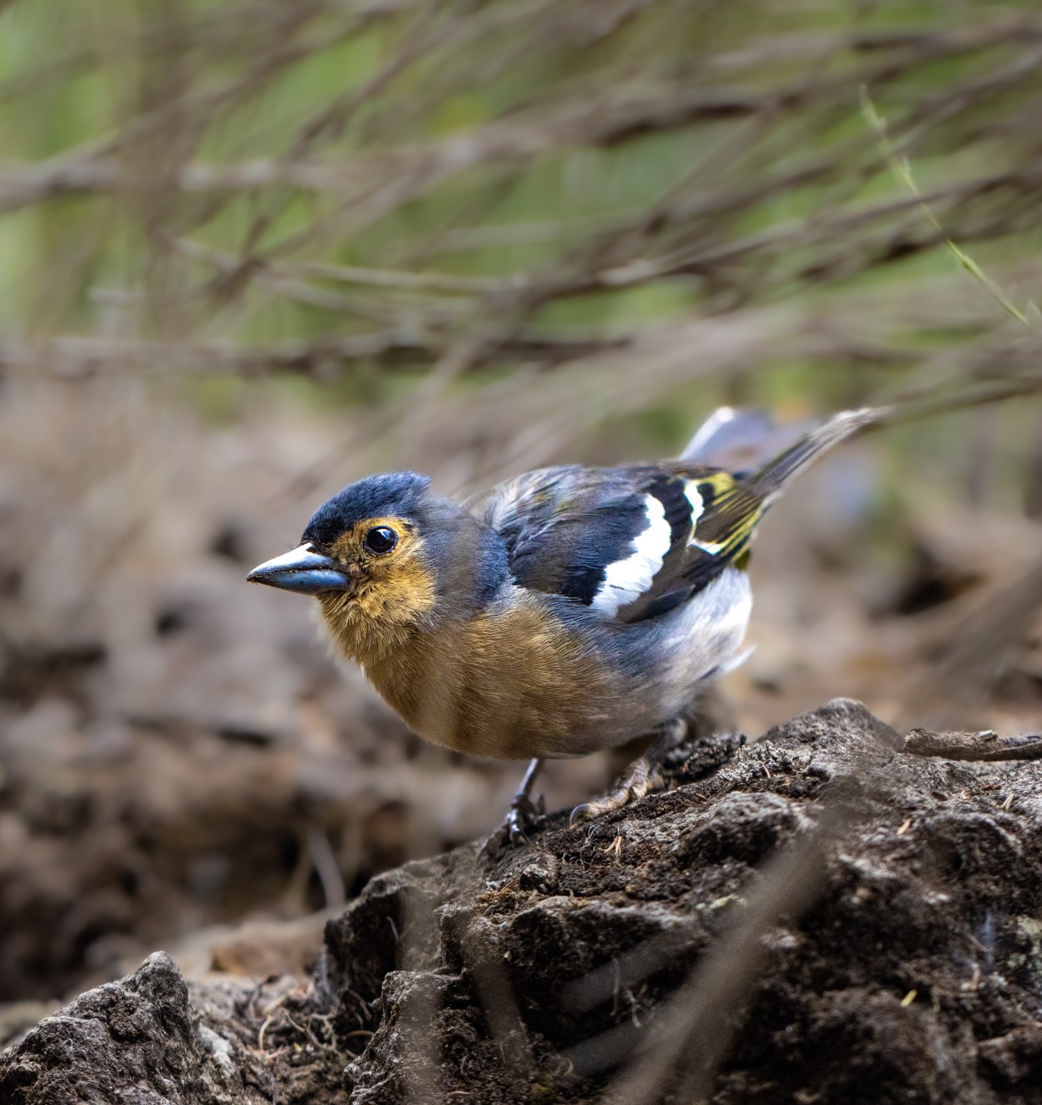 Madeira Chaffinch (Fringilla maderensis)