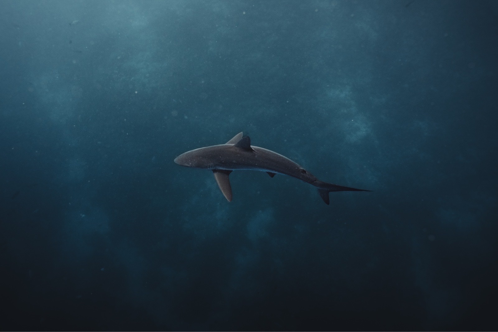 Silky Shark (Carcharhinus falciformis)