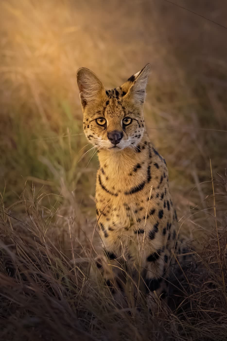 Serval Cat by Nevo Ring