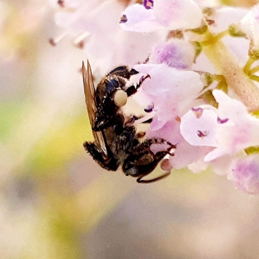 Australian Stingless Bee by Ocean Wemyss