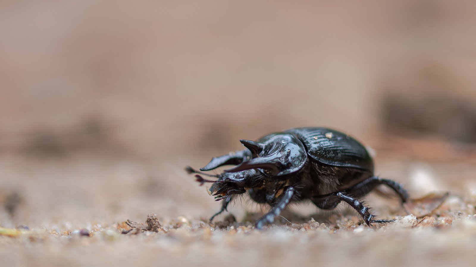 Minotaur Beetle (Typhaeus typhoeus)