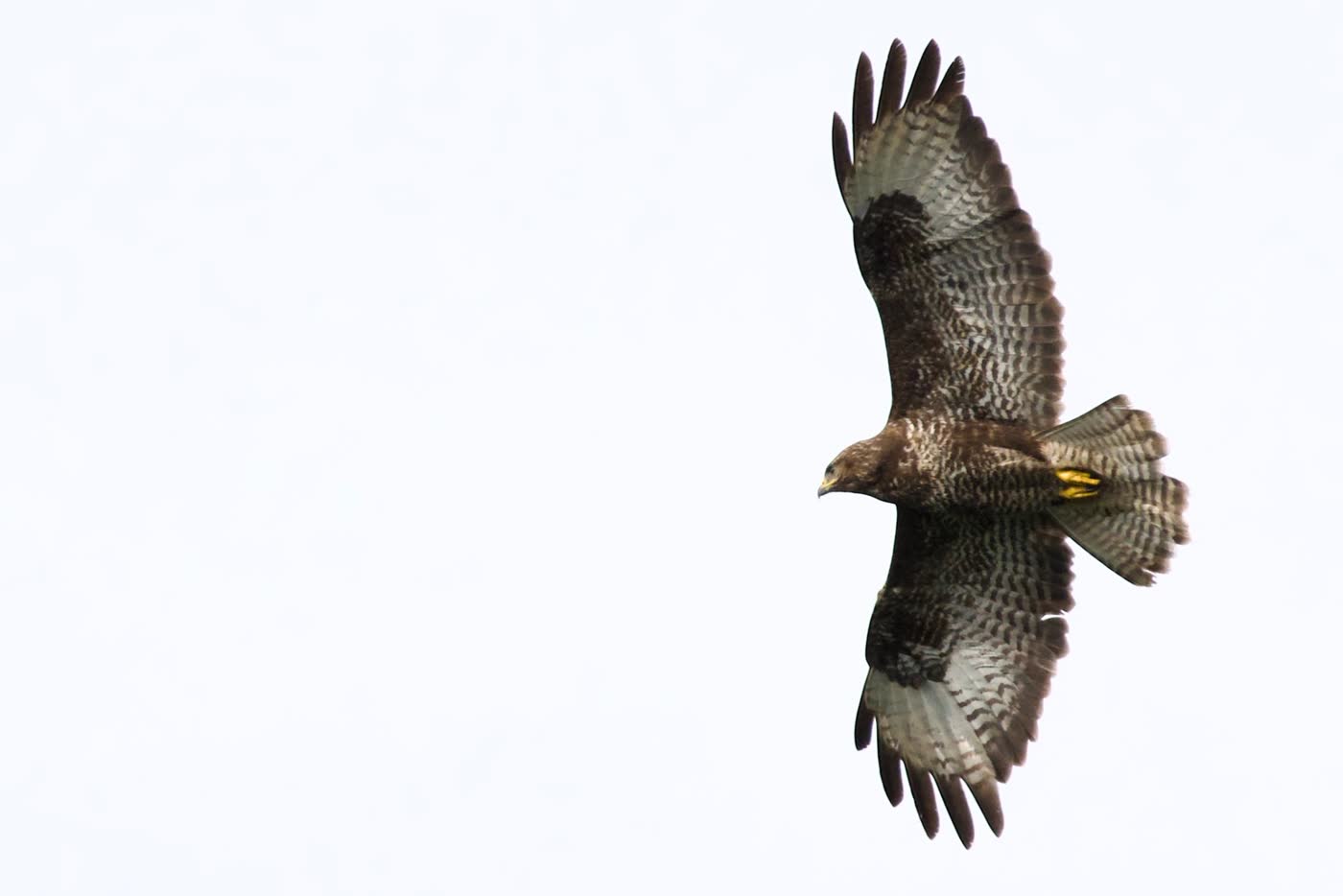 Common Buzzard by Paul Buret