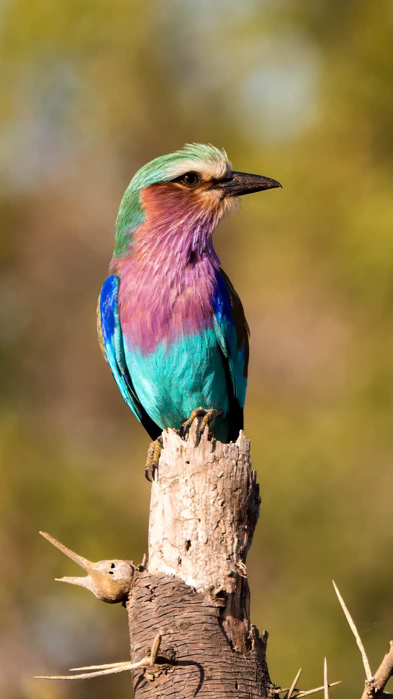 Lilac-Breasted Roller by Rianne Dames