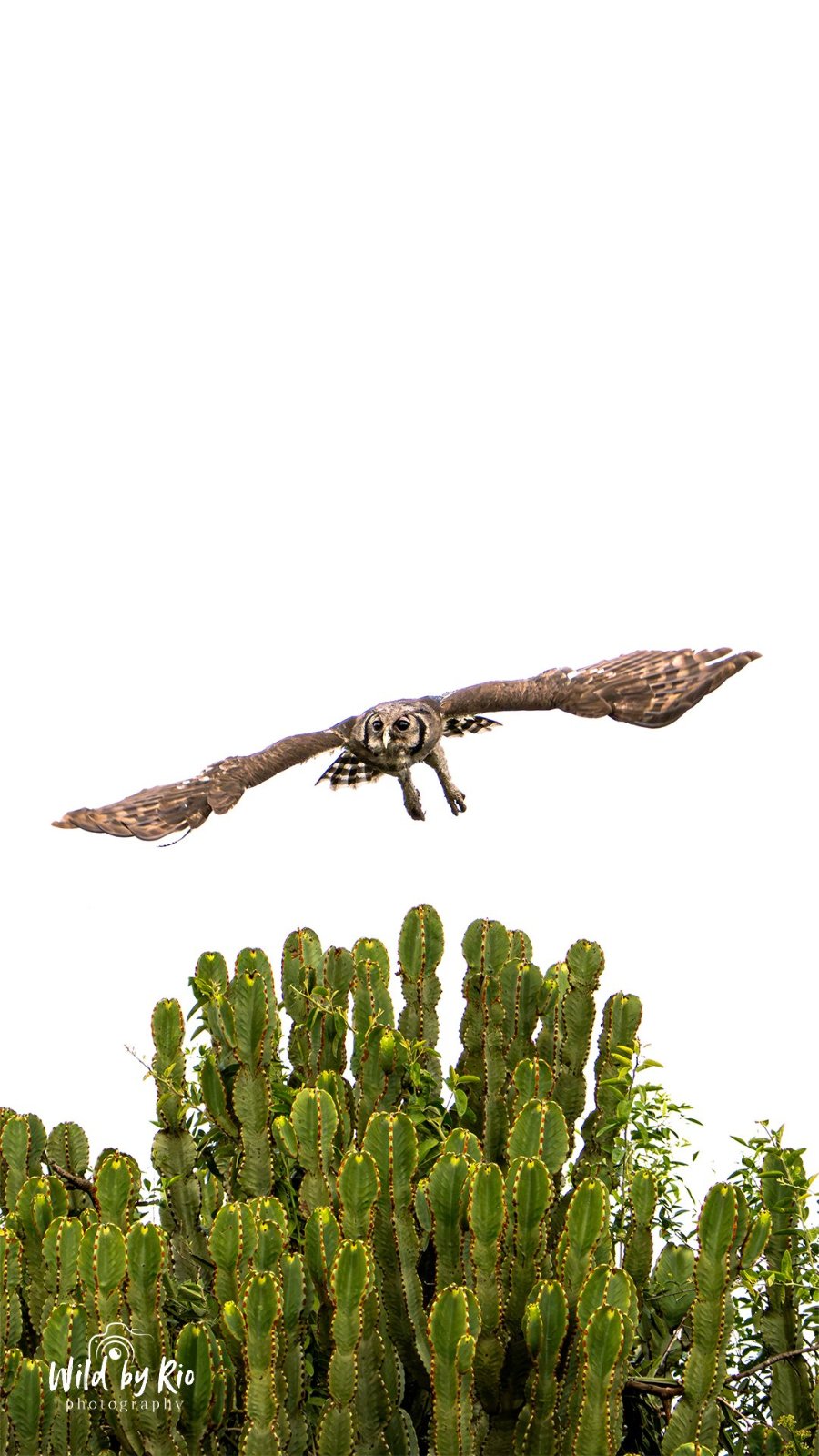 Grand-duc d'Afrique (Bubo lacteus)