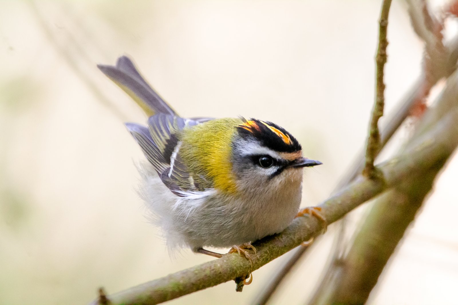 Common Firecrest (Regulus ignicapilla)