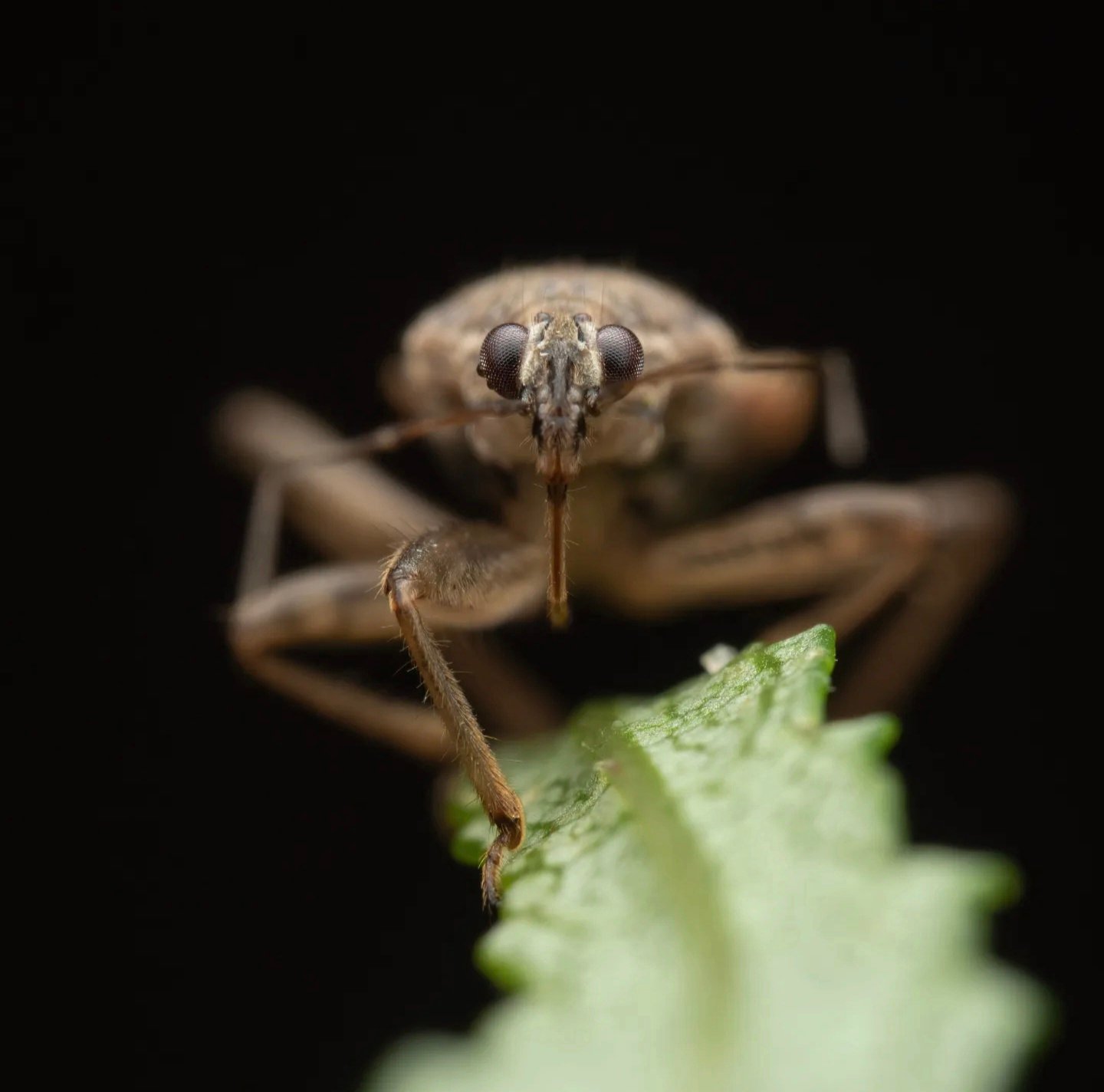 Ant Damsel Bug (Himacerus mirmicoides)