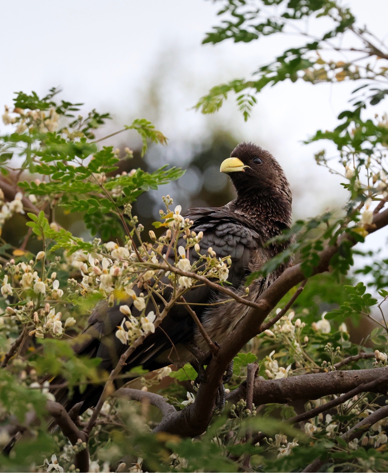 Eastern Plantain-eater (Crinifer zonurus)