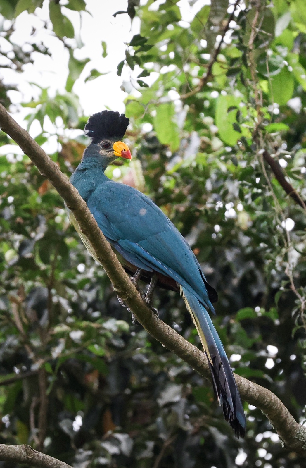 Great Blue Turaco (Corythaeola cristata)