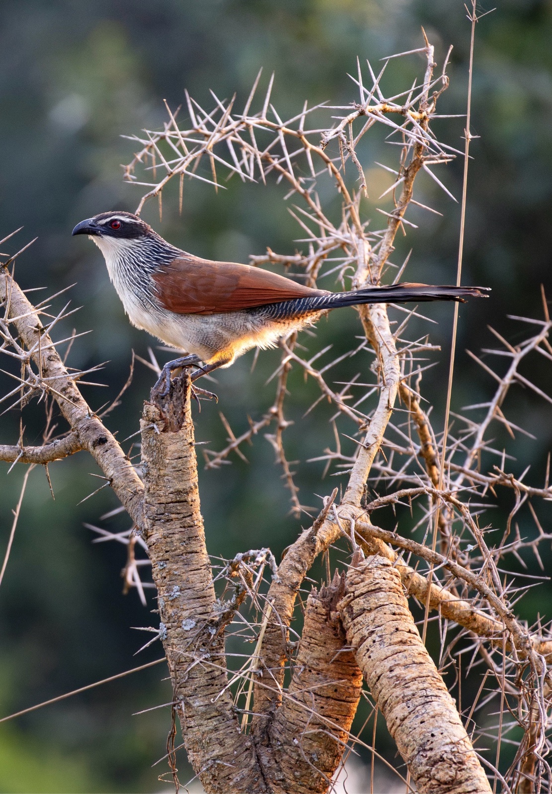Coucal à sourcils blancs (Centropus superciliosus)