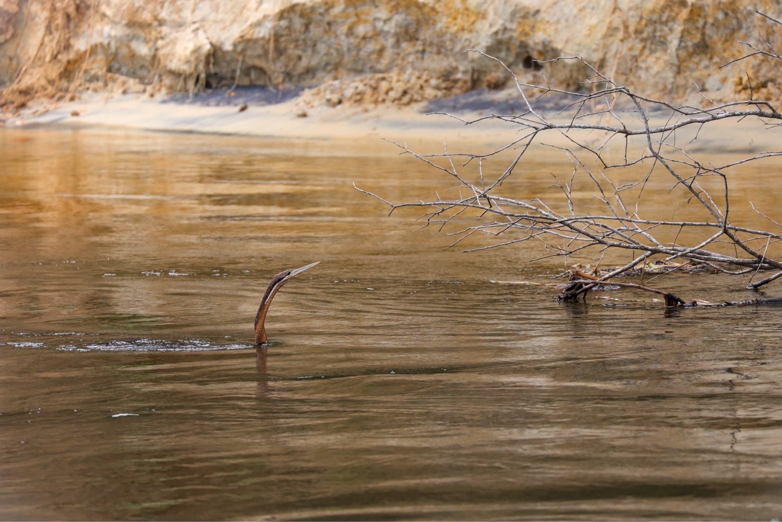 African Darter (Anhinga rufa)