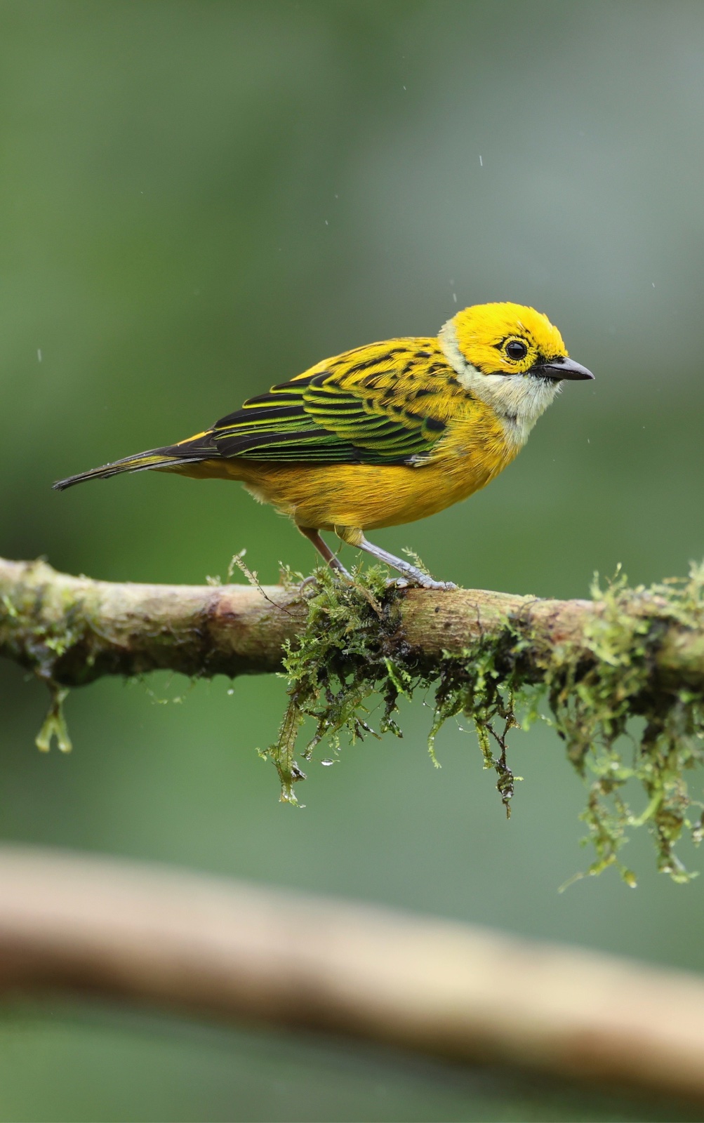 Tangara à gorge argentée (Tangara icterocephala)