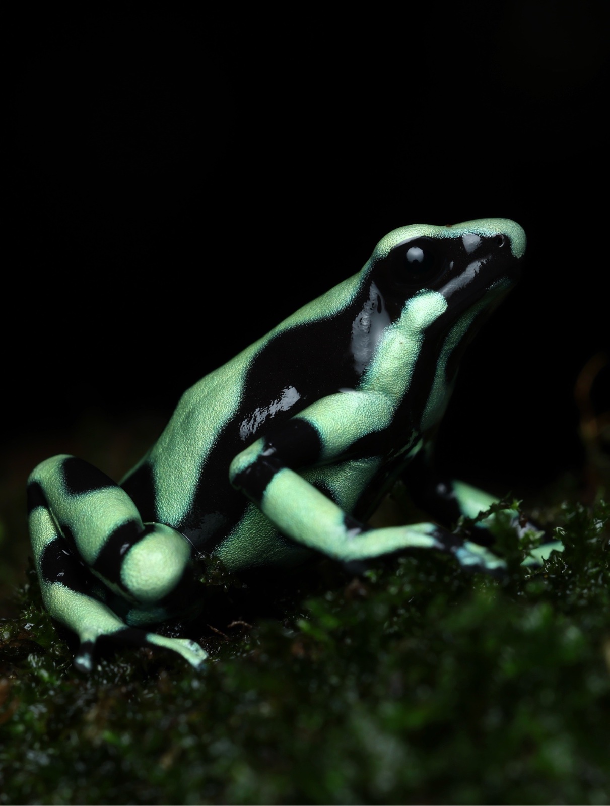 Dendrobate d’or (Dendrobates auratus)
