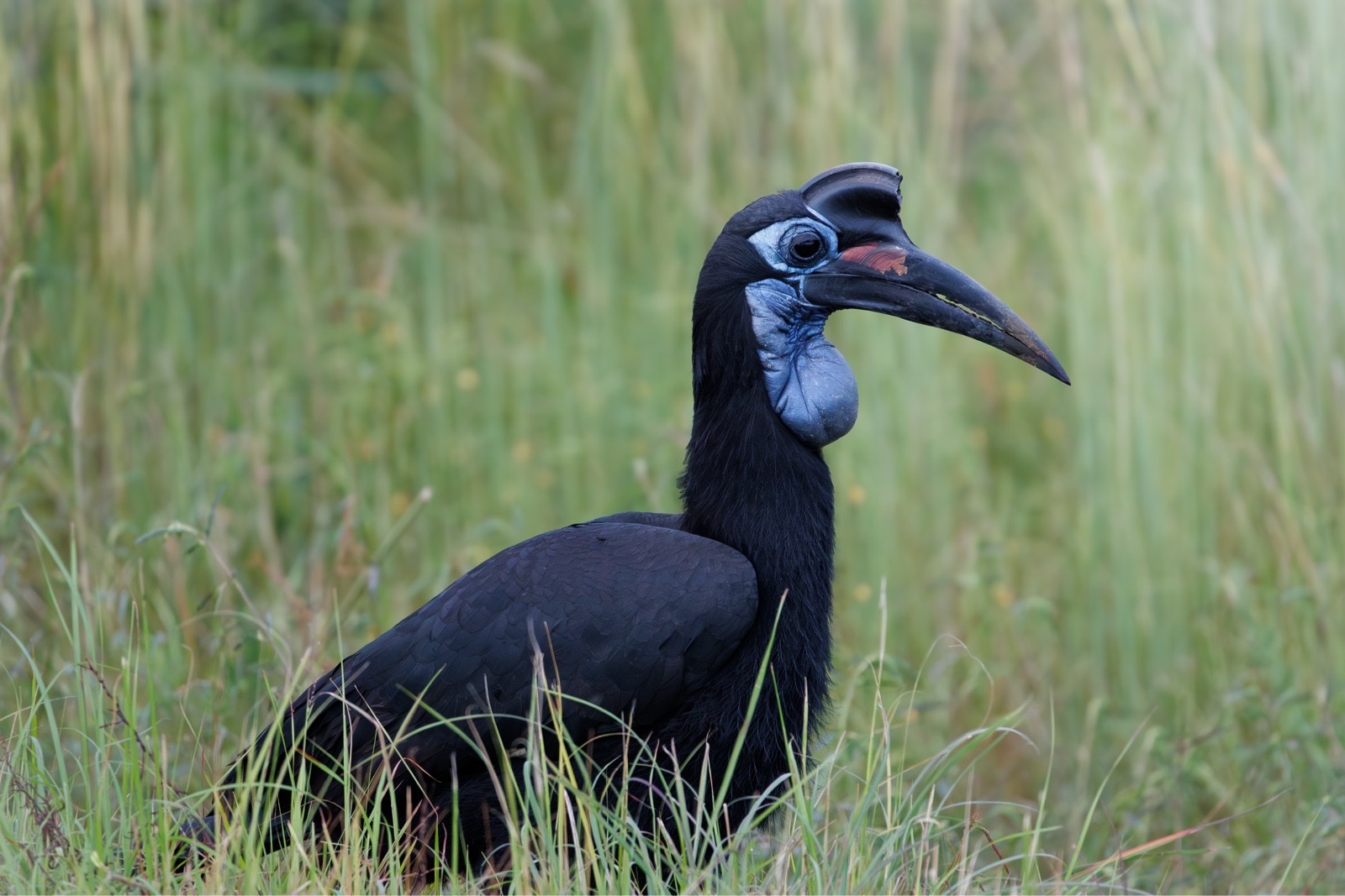 Abyssinian Ground Hornbill (Bucorvus abyssinicus)