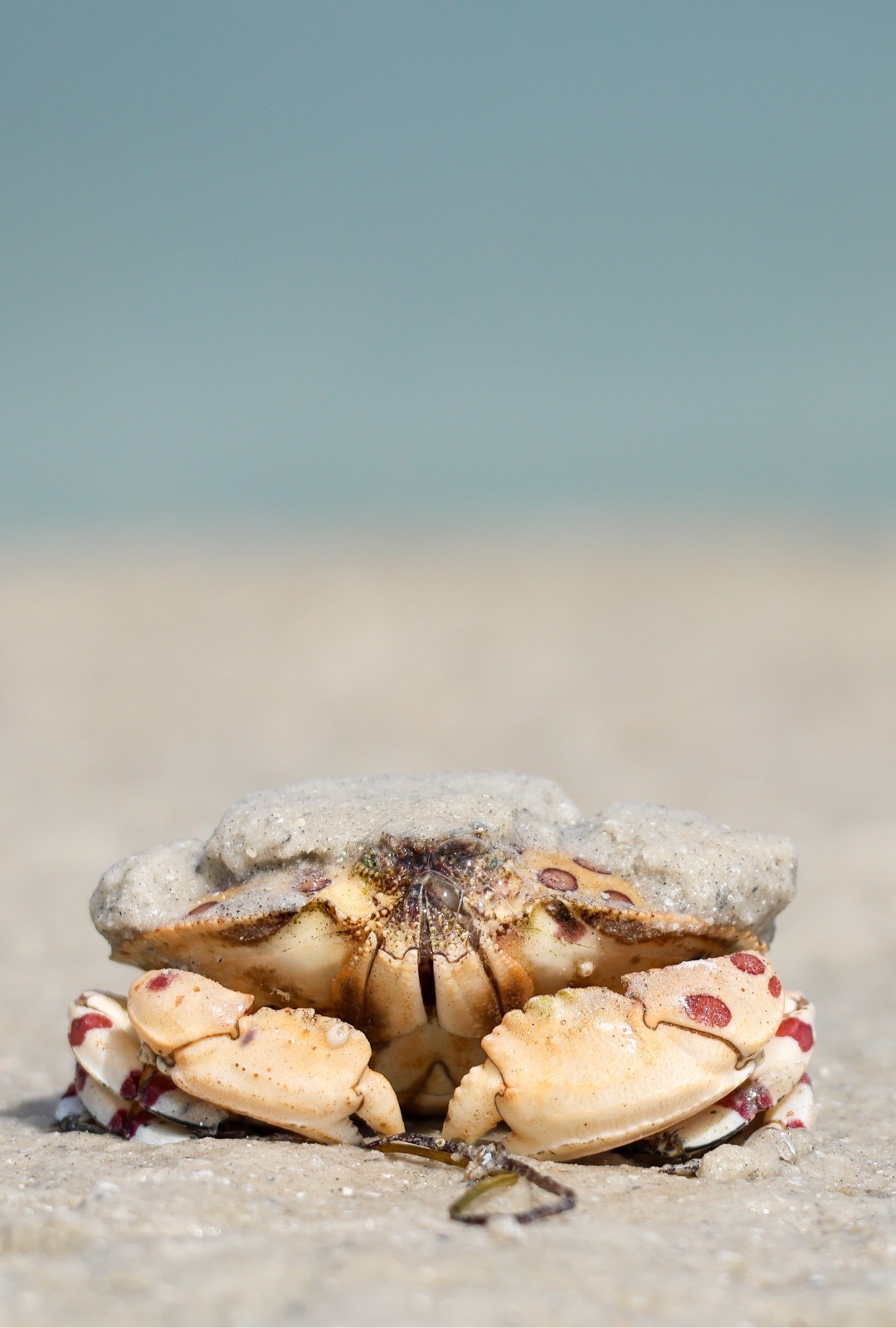 Calico Box Crab (Hepatus epheliticus)